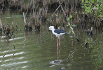 Birds in nature at Bangpoo Air Base, Samut Prakan Province, Thailand