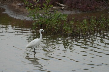 Birds in nature at Bangpoo Air Base, Samut Prakan Province, Thailand