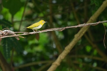 Birds in nature at Bangpoo Air Base, Samut Prakan Province, Thailand