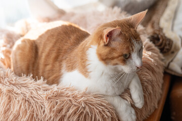 窓辺でくつろぐ可愛い猫　茶トラ白