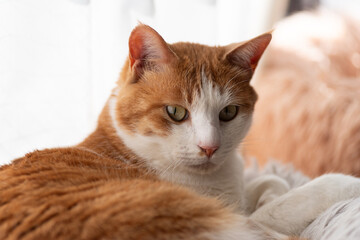 Naklejka premium 窓辺でくつろぐ可愛い猫 茶トラ白