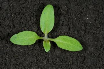 Bilsenkraut, Hyposcyamus niger