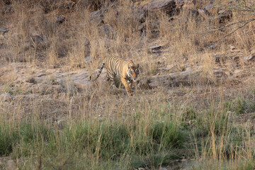 Tiger walking in grass