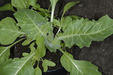 Fototapeta premium Bilsenkraut, Hyposcyamus niger