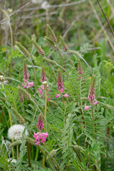 Saat-Esparsette,  Onobrychis viciifolia