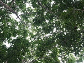 Obraz premium Background of green leaves above the height