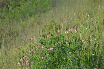 Saat-Esparsette,  Onobrychis viciifolia