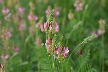 Saat-Esparsette,  Onobrychis viciifolia