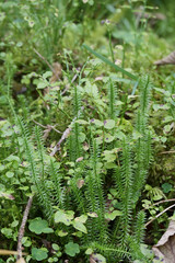 Sprossender Bärlapp,  Lycopodium annotinum