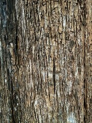 Bark background image.