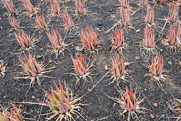 Aloe vera farm plantaion with ripe sun burned aloe plants