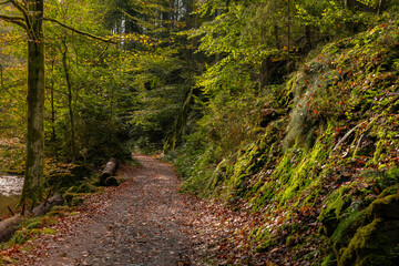 Wanderweg im mystischen, herbstlichen Polenztal in der Sächsischen Schweiz 5