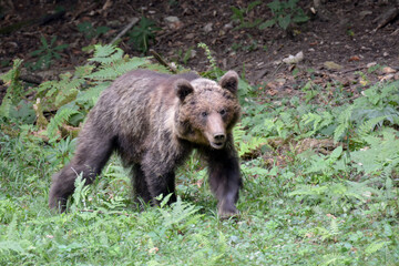 brown bear