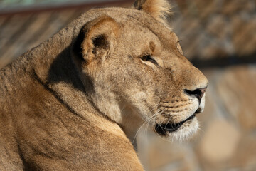 Lioness Closeup Portrait Zoo Animal