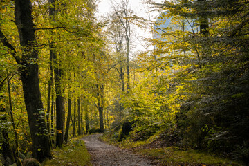 Wanderweg im mystischen, herbstlichen Polenztal in der Sächsischen Schweiz 8