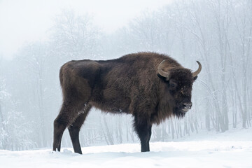 European bison, Bison bonasus,  in the forest in winter.