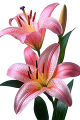 Pink Lily flower isolated on a white background