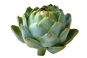 Green artichoke on white background