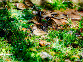 little sparrow on the ground