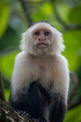 Close-up of a capuchin monkey sitting on a tree branch with a lush green background in a forest.