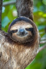 Close-up of a sloth hanging from a tree branch in a lush rainforest. © Wirestock