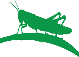 grasshopper on a leaf