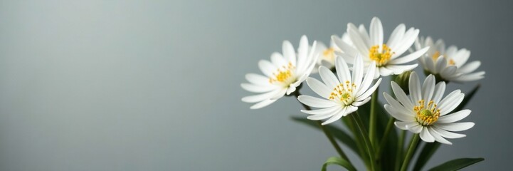 Monochromatic white flowers in a compact bunch, minimal, stems