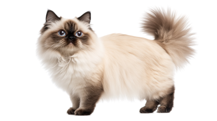 Himalayan Cat Portrait 