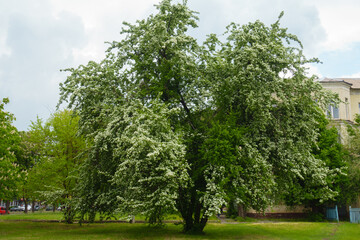 Tree of one-seed hawthorn in full bloom in mid May