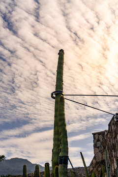 The tallest Cactus Standing Proudly Over a Vast Salar and Mountains
