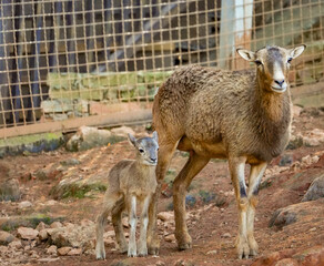 a family of mouflons