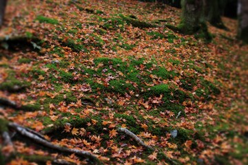 Autumn leaves on mossy forest floor.