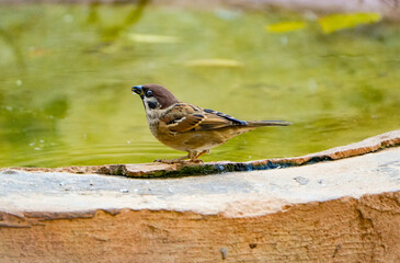 a sparrow on pool