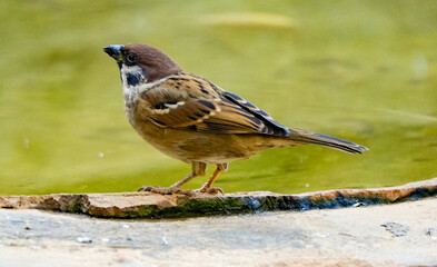 a sparrow on pool