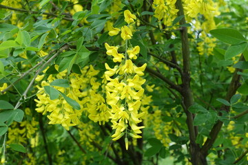 Close shot of yellow flowers of common laburnum in May