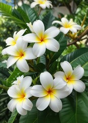 White plumeria flower on a large green leaf against a blurred background , blurred background, flower closeup, botanical image