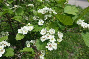 Buds and flowers of Crataegus submollis in mid May