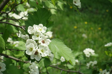 Close up of white flowers of Crataegus submollis in mid May