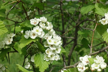 Close view of white flowers of Crataegus submollis in mid May