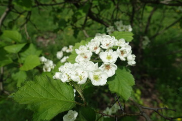 Inflorescence of Crataegus submollis in mid May