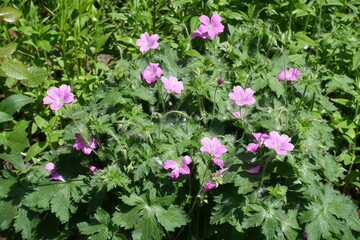 Buds and pink flowers of French cranesbill in May