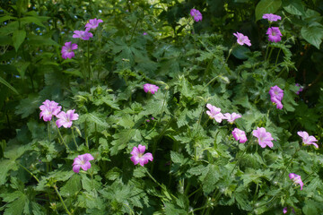 Fototapeta premium French cranesbill with multiple pink flowers in May