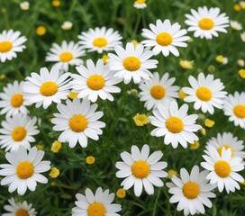 Softly swaying in the warm breeze are clusters of bright yellow and white camomile daisy flowers in a vibrant and lush meadow, wildflowers, white, blooming flowers