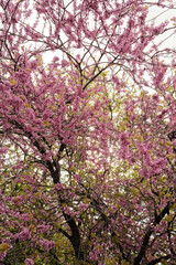 Árbol floral colorido en primavera