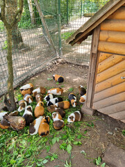 Lots of guinea pigs are eating at the zoo. Mini zoo gives shelter to the lot of guinea pigs. Freshly harvested green grass is the best food for rodents.