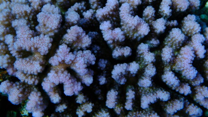 Rasp coral or cauliflower coral, knob-horned coral (Pocillopora verrucosa) undersea, Red Sea,...