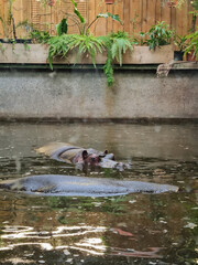 A hippopotamus is floating in an artificial pond and staring at the photographer. Massive aquatic mammal living in captivity. Exotic zoo inhabitant.