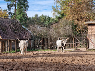 Boskarin cattle living in the enclosure. Exotic zoo inhabitants at the open-air aviary. Purebred cattle feeding. 