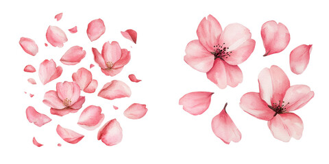 A collection of delicate pink cherry blossom flowers and petals, showcasing their soft hues and intricate shapes, white background, transparent background.