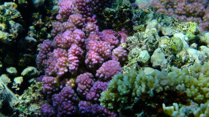 Rasp coral or cauliflower coral, knob-horned coral (Pocillopora verrucosa) undersea, Red Sea, Egypt, Sharm El Sheikh, Montazah Bay